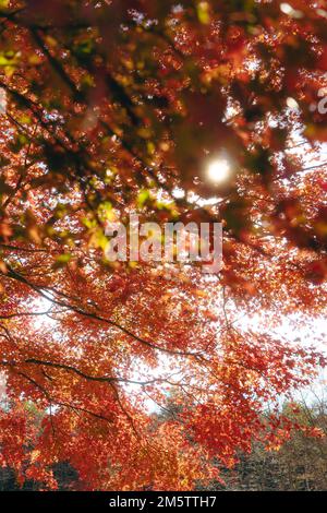 Maple tree leafs during autumn Stock Photo