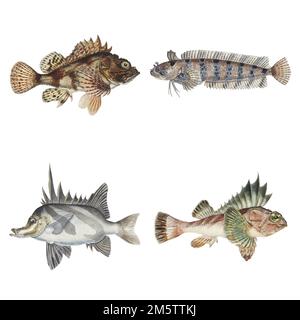 Marine life fish vector vintage sticker collection Stock Vector