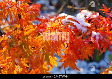 autumn colored sweetgum tree in the snow in beautiful colors Stock Photo