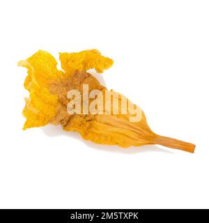 yellow flower dried isolated on white background Stock Photo