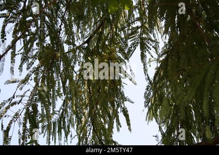 Indian gooseberry (Phyllanthus emblica) fruits on a tree : (pix Sanjiv Shukla) Stock Photo