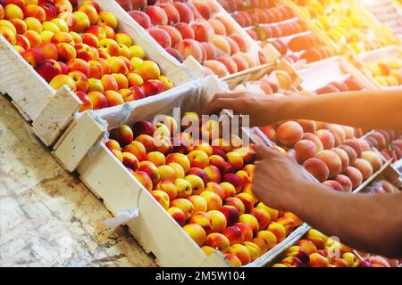 Fruit trade in bazaar. Seller puts peaches and apricots in wooden boxes on display case. Market on street. Fresh harvest.. Stock Photo