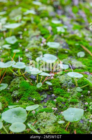 Little mushroom growing between navelworts on wet green tree bark. Closeup Stock Photo