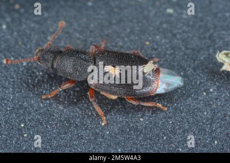 Mites on body of beetles Monotoma, a species of the family Monotomidae. Stock Photo