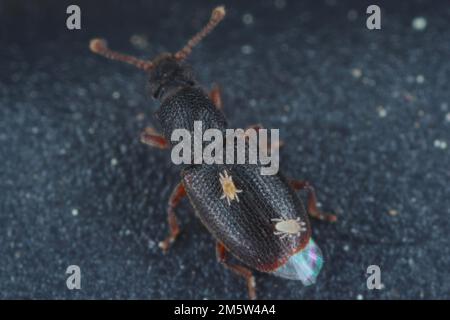 Mites on body of beetles Monotoma, a species of the family Monotomidae. Stock Photo