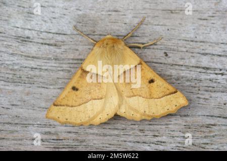 Detailed closeup on a yellow colored Scaloped Oak moth, Crocallis elinguaria with spread wings Stock Photo