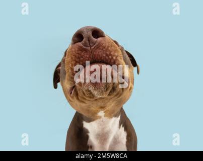 Funny close-up mixed breed American Staffordshire Terrier puppy dog nose. Isolated on blue pastel background Stock Photo