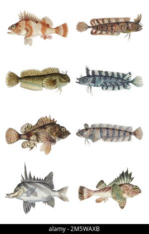 Vintage fish vector sea animal drawing collection Stock Vector