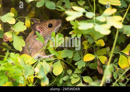 Wood mouse (Apodemus sylvaticus) foraging in yellow rock corydalis (Pseudofumaria lutea), Hesse, Germany Stock Photo