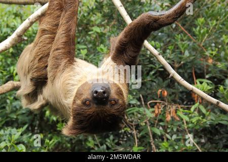 Linnaeus's two-toed sloth (Choloepus didactylus) upside down, down, hanging, climbing, captive Stock Photo