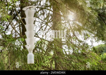 trap for insects and beetles. A trap for pests and insects hangs on a tree in the garden. Catching a bark beetle with a pheromone trap Stock Photo