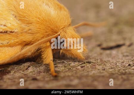 Extreme closeup on the head of the colorful orange brown hairy Euthrix potatoria or the drinker moth in the garden Stock Photo
