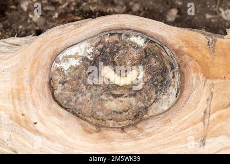 Roundheaded wood borer in action, tunneling through the walnut tree trunk. An educational close-up of this pest species. Stock Photo