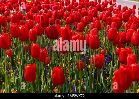 Vibrant red tulip field in full bloom. Beautiful spring flowers in a garden or park. Nature photography. Stock Photo