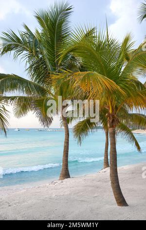 Coconut palm trees on a Caribbean beach. Stock Photo