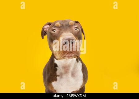 Portrait funny mixed-breed american bully dog. Isolated on yellow colored background Stock Photo