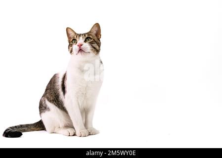Stray striped cute tabby cat looking around on white background. Stray  home or house mullet pretty cat pet kitten white and black striped tabby blink Stock Photo