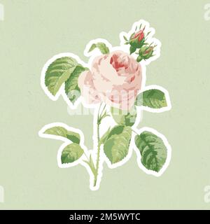 Vectorized cabbage rose flower sticker with white border Stock Vector