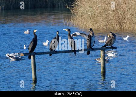 Great cormorant (Phalacrocorax carbo) group resting on a wooden frame in a reed fringed coastal lagoon, RSPB Radipole Lake, Dorset, UK, December. Stock Photo