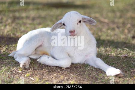 Smiling white Katahdin sheep lamb laying on a field Stock Photo