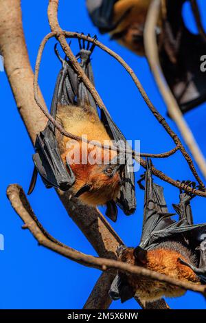 lyle's flying fox or fruit bat hanging by it's long claws from in the sunshine from a tree at wat phnom pagoda in phnom penh cambodia Stock Photo