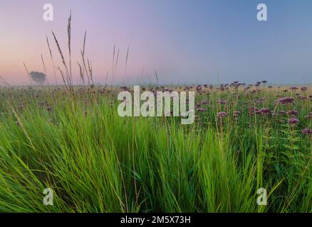 Joe Pye Weed blooms in profusion at Springbring Prairiie Forest Preserve, DuPage County, Illinois Stock Photo