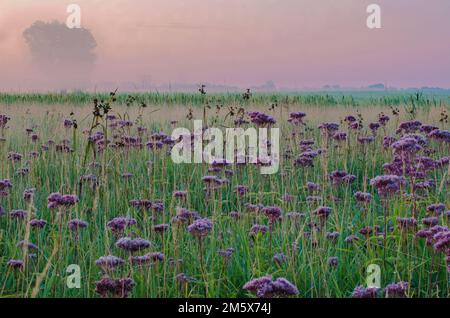 The sunrises over the prairie where Joe Pye Weed grows in profusion at Springbrook Prairie Forest Preserve in DuPgae County, Illinois Stock Photo