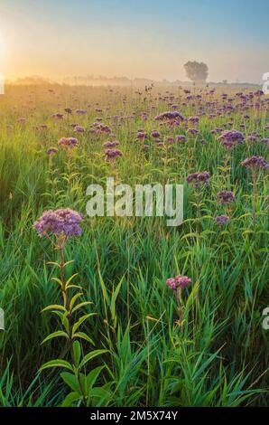 The sunrises over the prairie where Joe Pye Weed grows in profusion at Springbrook Prairie Forest Preserve in DuPgae County, Illinois Stock Photo