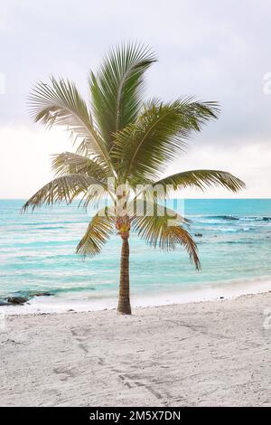 Lonely coconut palm tree on a tropical beach. Stock Photo