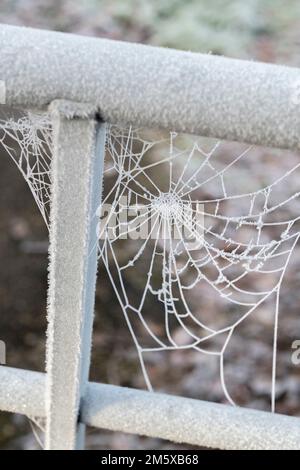 Frozen / frost covered spider's web attached to a metal farm gate. For cold weather, Jack Frost, arachnids family. Stock Photo