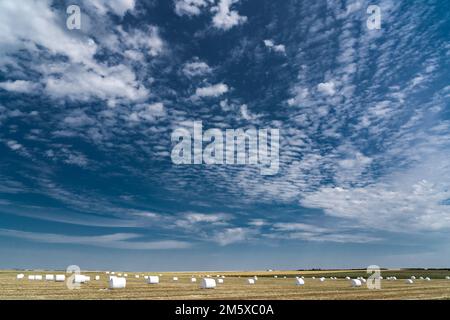 Plastic wrapped hay bales fermenting on a prairie field under a deep blue sky in Rocky View County Alberta Canada. Stock Photo