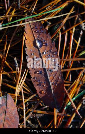 On the grass lies a yellow leaf with a drop of dew in autumn. Out of focus Stock Photo