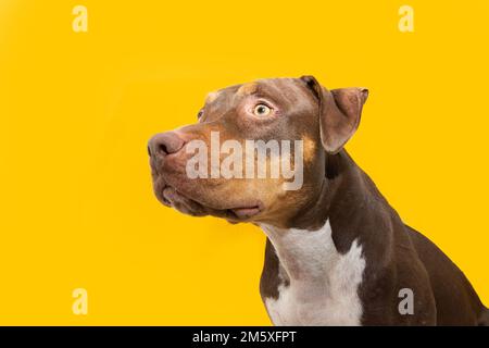 Portrait mixed-breed american bully and American Staffordshire dog looking away. Isolated on yellow colored background Stock Photo