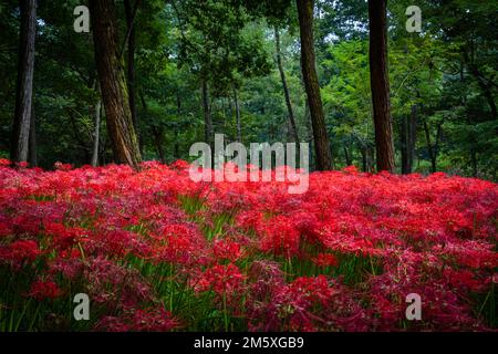 Kinchakuda Manjushage Park in the small town of Hidaka in Saitama Prefecture, Japan is most famous for its park of red  spider lilies that blossom dur Stock Photo