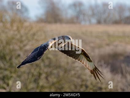 Close up of a Red Kite (Milvus milvus) flying over farmland and woodland.Brought back from the brink of extinction in the UK . Suffolk Stock Photo