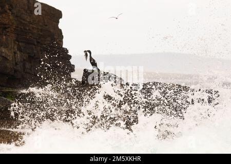 European shag or common shag (Phalacrocorax aristotelis) carrying seaweed in beak as waves break on the rocks, Stacks of Duncansby, Scotland, UK Stock Photo