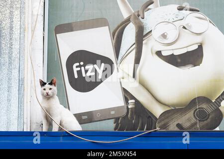 cat sat in front of Fizy digital music platform advertising, Istanbul, Turkey Stock Photo