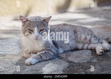 Stray cat lying down on paving stones Stock Photo