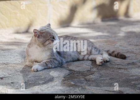 Stray cat lying down on paving stones Stock Photo