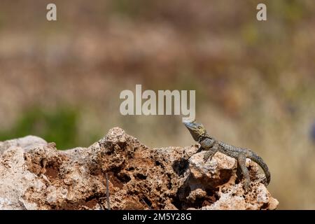 A lizard sunbathing on the stones Stock Photo