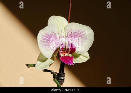 Floral concept. Orchid growing tips. How take care of orchid plants indoors. Most commonly grown house plants. Orchids blossom close up. Orchid flower Stock Photo