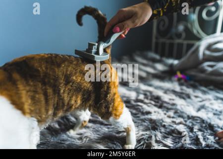 A Devon rex cat being brushed while standing on a bed. Pet concept. Medium shot. High quality photo Stock Photo