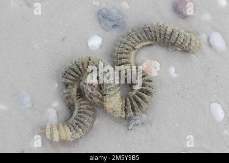 A whelk egg casing washed up on a beach on Dickman's Island in the Ten Thousand Islands in Florida. Stock Photo