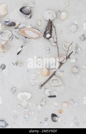Seashells, rocks and sticks in the sand, close up, on Dickman's Island in the Ten Thousand Islands in Florida. Stock Photo