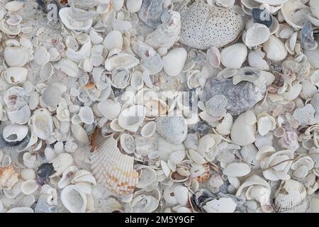 Close up of a pile of various types of seashells on a beach on Keewaydin Island in Florida. Stock Photo