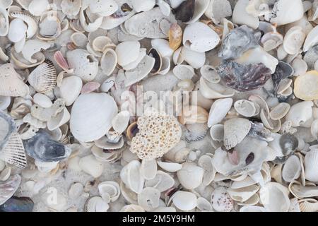 Close up of a pile of various types of seashells on a beach on Keewaydin Island in Florida. Stock Photo