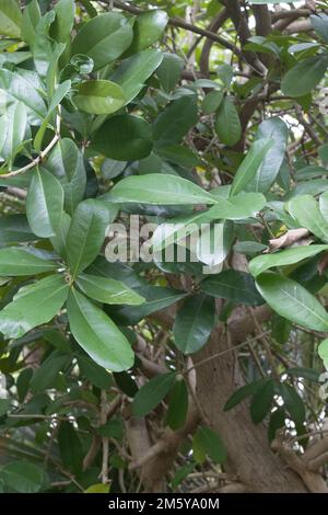 Amphitecna latifolia - black calabash tree. Stock Photo