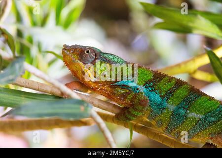 Chameleon sitting on a branch Stock Photo