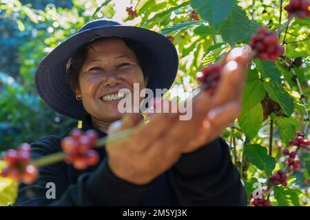 Farmer in plantation coffee berries harvest in farm.harvesting Robusta and arabica coffee berries Stock Photo
