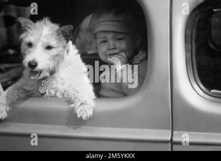 A young boy and his dog peer out of a car window, ca. 1936. Stock Photo